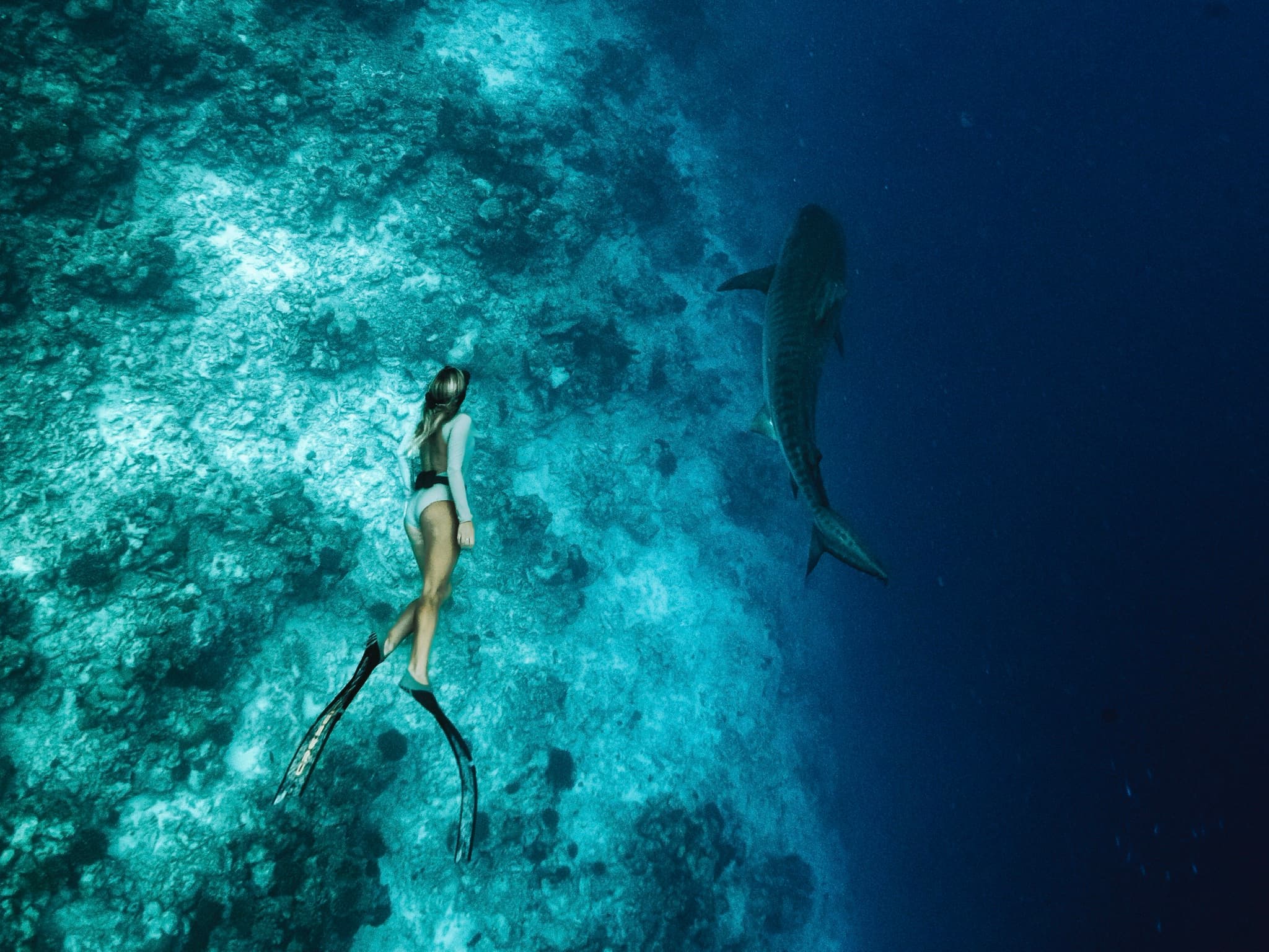 Free diver encountering majestic tiger shark in pristine blue waters of Fuvahmulah