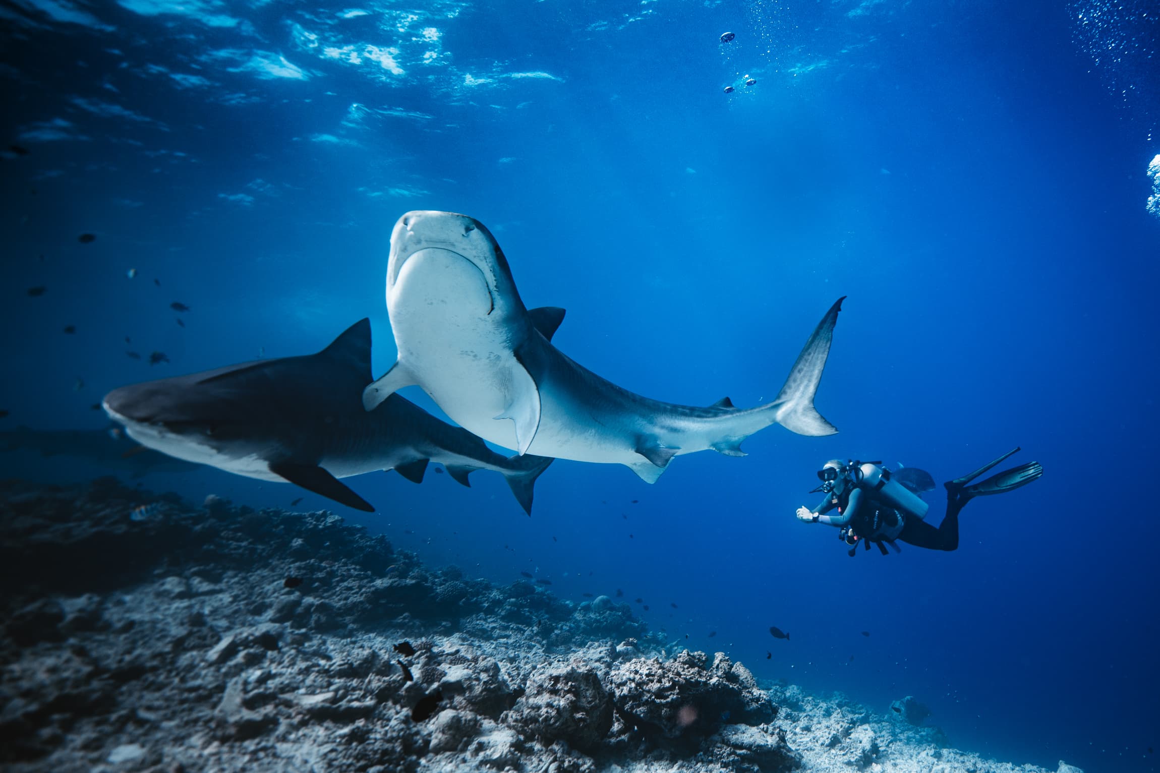 Diver with tiger shark in Fuvahmulah