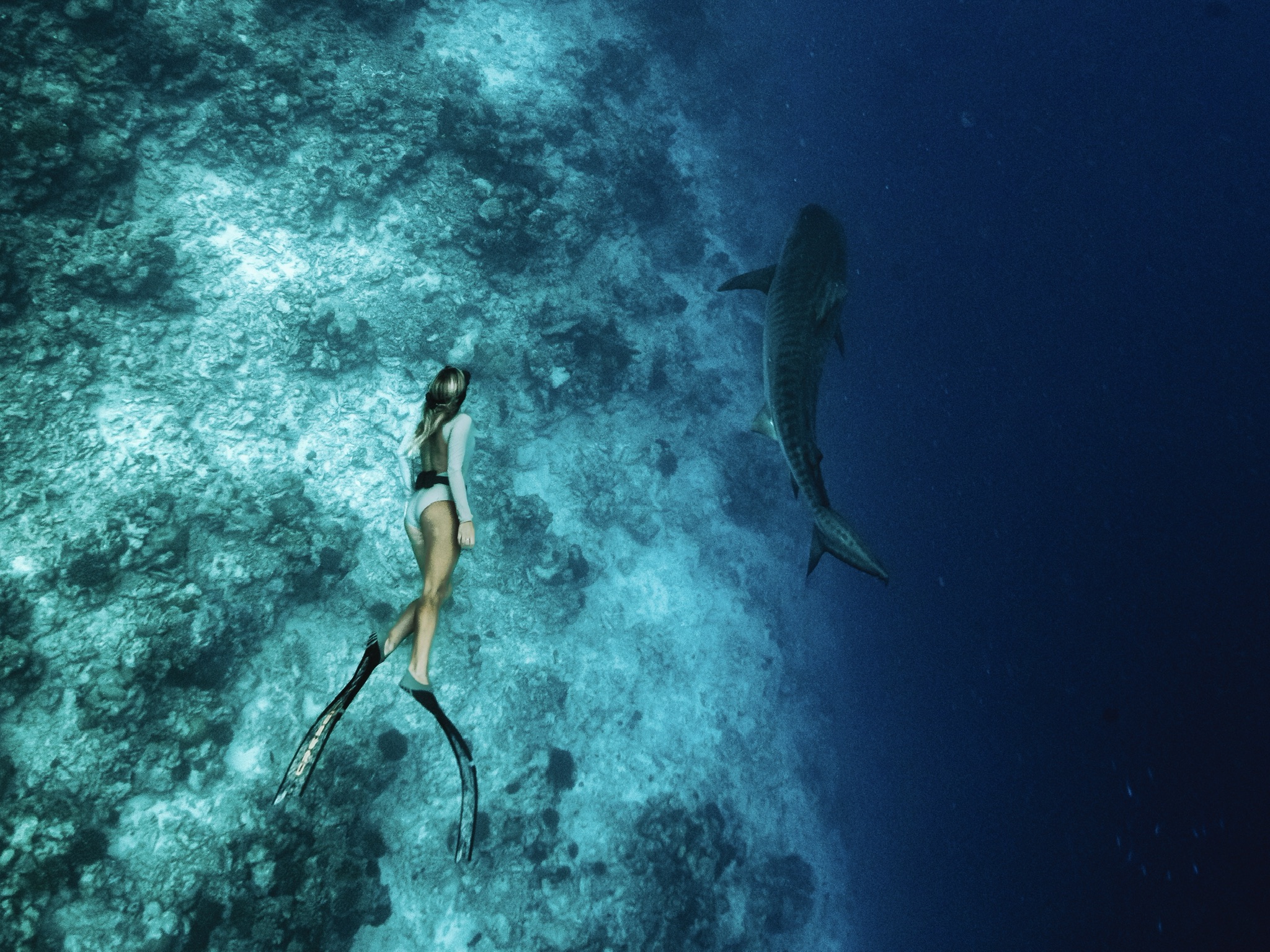 Why Fuvahmulah is the Shark Diving Capital of the World