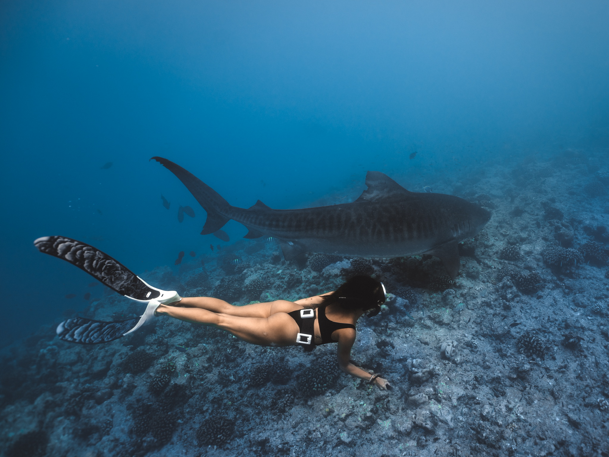 Diver close to tiger shark in crystal clear waters of Fuvahmulah